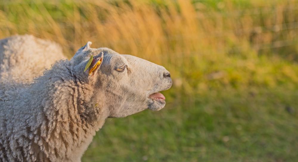 “Autumn disease” in sheep