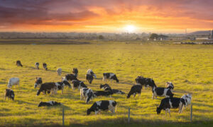 Spring Dangers for Livestock
